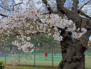 015_260328064 X900 ◎テニスコート 日比谷公園 F-52E.jpg