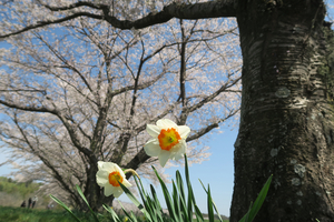 016_260403049 X900 ◎都幾川 武蔵嵐山 G7X.jpg
