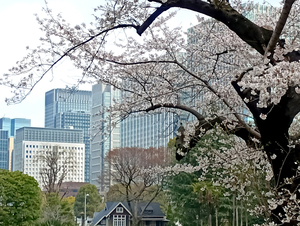 005_260328027 X900 ○草地広場日比谷公園 F-52E.jpg