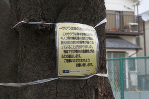 010_260317007 X900 ○桜古木伐採予定 G7X.jpg