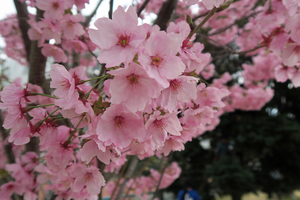 001_260319001 X900 横浜緋桜 帷子公園 G7X.jpg