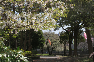 004_260327013 X900 ○ヤマザクラ 鯉のぼり 帷子川 G7X.jpg