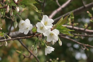 001_260322002 X700 ○ヤマザクラ 帷子川 G7X.jpg