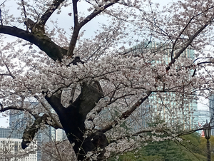 006_260328030 X900 ◎草地広場日比谷公園 F-52E.jpg