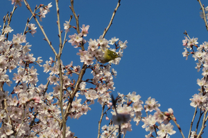 014_260317025 X900 ◎メジロ 午後 西側 修善寺寒桜 G7X.jpg