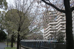 003_260326016 X900 ○オオカンザクラと鯉のぼり G7X.jpg