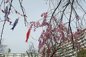 008_260322024 x900 ○枝垂れ桜と鯉のぼり ○帷子川 G7X.jpg