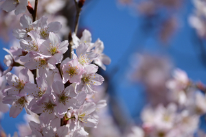 006_260316044 X900 ○サクラ 峰岡公園 Z50 Z50-250.jpg