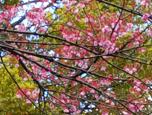 012_260328056 X900 陽光 日比谷公園 F-52E.jpg