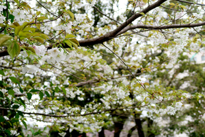 007_260326029m X900 ○ヤマザクラ G7X.jpg