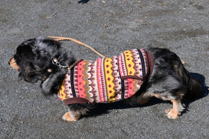 008_260316054m X900 16才ミニチュアダックスフンド 峰岡公園 Z50 Z50-250.jpg