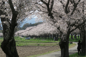 010_260403032 X900 ○都幾川 武蔵嵐山 G7X.jpg