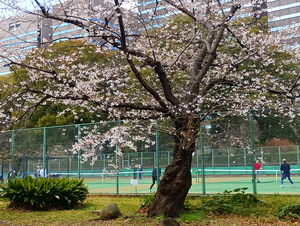 013_260328059 X900 ○テニスコート 日比谷公園 F-52E.jpg