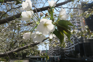 260327001 ヤマザクラ 鯉のぼり 帷子川 G7X.jpg