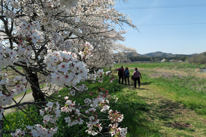 009_260403029 X900 ○都幾川 武蔵嵐山 G7X.jpg