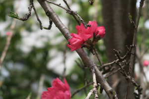 004_260322009 X900 ハナモモ 帷子川 G7X.jpg