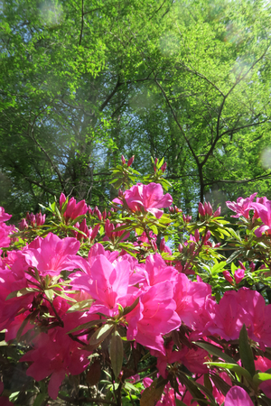 010_260412196 X900 ○オオヤマツツジ 小石川植物園 G7X.jpg