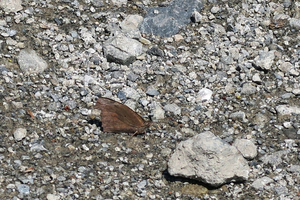 018_260403054 X900 テングチョウ 都幾川武蔵嵐山 G7X.jpg