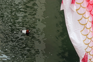 015_260322041s X900 ○帷子川河畔 G7X.jpg