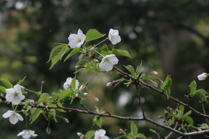 010_260326047 X900 ◎ヤマザクラ G7X.jpg