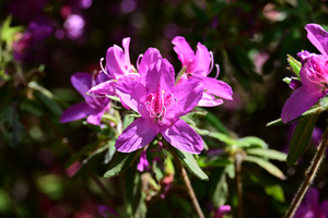 008_260412010 X900 ヤマツツジ小石川植物園 Z50 Z50-250.jpg