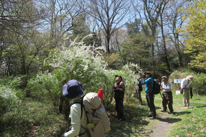 005_260403018 X900 トラフに群れる 菅谷館跡 武蔵嵐山 G7X.jpg