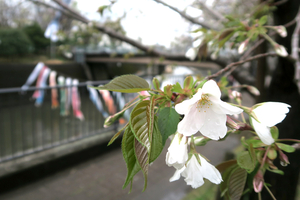 006_260326027tm X900 ◎ヤマザクラと鯉のぼり G7X.jpg