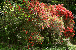 006_26041250 X900 小石川植物園 Z50 Z50-250.jpg