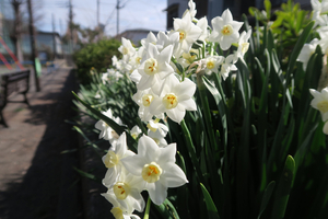 005_260316022 X900 ○峰岡公園 G7X.jpg