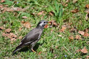 021_260412080 X900 ◎ムクドリ 幼虫捕獲 小石川植物園 Z50 Z50-250.jpg