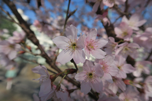 012_260317010 X900 ○午後 学校側 修善寺寒桜 G7X.jpg