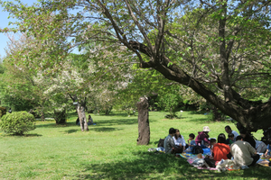 025_260412261 X900 ソメイヨシノ林 小石川植物園 G7X.jpg