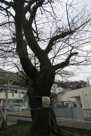 011_260317008 X900 ○桜古木伐採予定 G7X.jpg