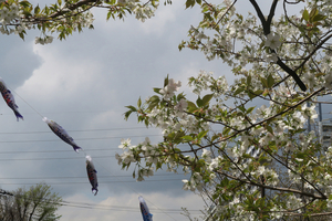 005_260327016 X900 ◎ヤマザクラ 鯉のぼり 帷子川 G7X.jpg