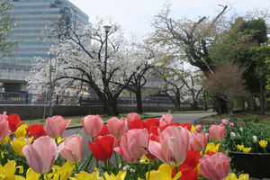 002_260330009 X900 ○ヤマザクラ並木 帷子川 G7X.jpg