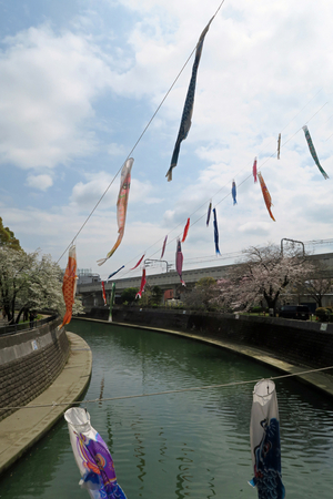 008_260330040 X900 ◎鯉のぼり 帷子川 G7X.jpg