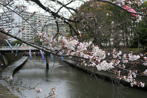 009_260326044 X900 ◎ソメイヨシノと鯉のぼり G7X.jpg