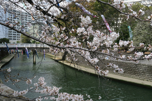 010_260327045 X900 ◎ソメイヨシノ 鯉のぼり 帷子川 G7X.jpg