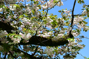 017_260412048 X900 サトザクラ （晩都オソミヤコ）小石川植物園 Z50 Z50-250.jpg