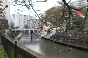 008_260326033t X900 ◎ヤマザクラ G7X.jpg