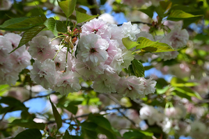 016_260412044 X900 サトザクラ （晩都オソミヤコ）小石川植物園 Z50 Z50-250.jpg