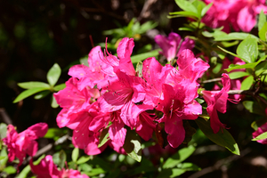 009_260412006 X900 ヤマツツジ 小石川植物園 Z50 Z50-250.jpg