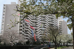 004_260330019 X900 ◎ヤマザクラと鯉のぼり 帷子川 G7X.jpg