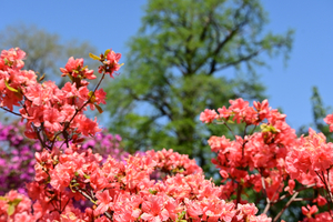 022_260412082 X900 小石川植物園 Z50 Z50-250.jpg