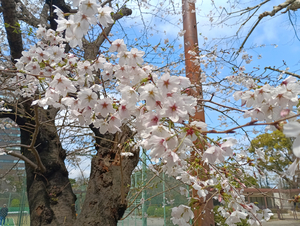 014_260328061 X900 ◎テニスコート 日比谷公園 F-52E.jpg