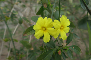 009_260317001 X900 オオバイソケイ G7X.jpg