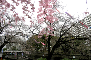 012_260326036m X900 △シダレザクラ G7X.jpg