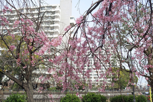 009_260322025 X900 ○枝垂れ桜 帷子川 G7X.jpg