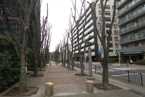 013_260319048 X900 伐採されたケヤキ並木  G7X.jpg