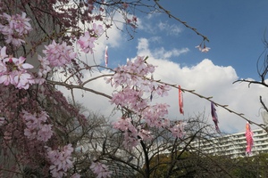 007_260327029 X900 ◎シダレザクラ 鯉のぼり 帷子川 G7X.jpg